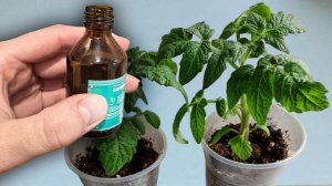1 Капля и Рассада толстеет на глазах, корни прут как бешеные! Урожай будете тоннами собирать