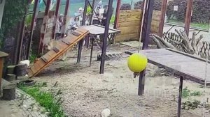 Тренеровка. Болельщики столпились около вольера