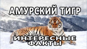 Амурский тигр - самый опасный хищник Дальнего Востока | Интересные факты