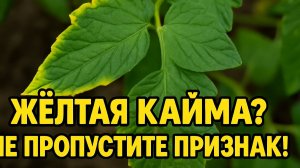 Жёлтая кайма на листьях — не пропустите первый признак болезни!