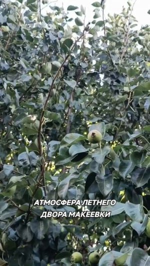 Летний двор Макеевки
