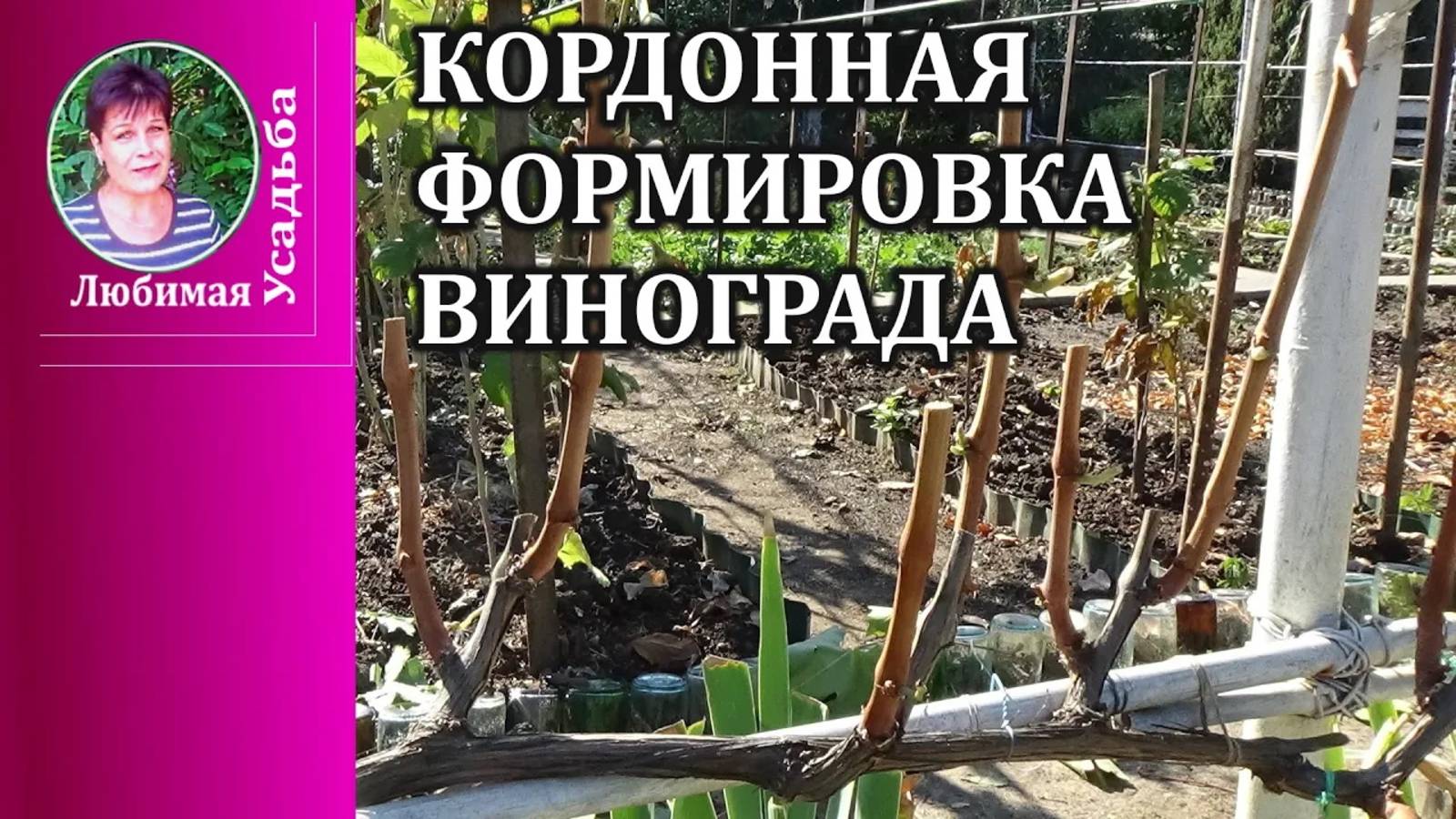 Как формировать виноград  кордоном Кордонная формировка винограда