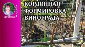 Как формировать виноград  кордоном Кордонная формировка винограда