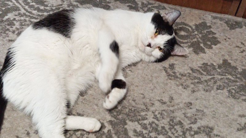 Мой кисюня 🥰