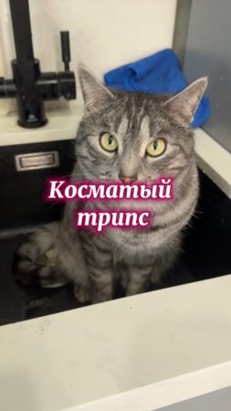 Новый вид вредителей цветов…