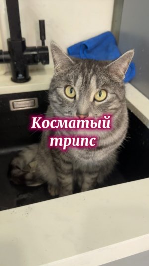 Новый вид вредителей цветов…