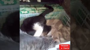 Совсем недавно- игривые котята . А во вторник у них  уже стерилизация  .
Выросли. Но характер тот же
