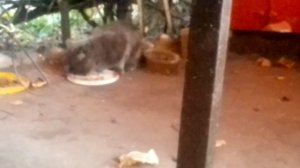Или соседский или брошенный котик появился на даче 😽