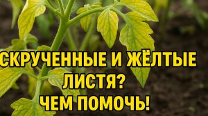 Скрученные и жёлтые листья томатов? Что делать — разбираем по фото!