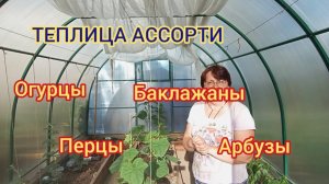 ТЕПЛИЦА АССОРТИ/ ОГУРЦЫ, БАКЛАЖАНЫ, ПЕРЦЫ И АРБУЗЫ. 27.06.25г
