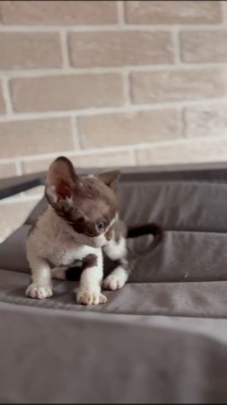Корма и аксессуары для кошек и собак — советы эксперта OpenPets