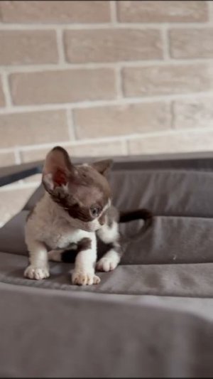 Корма и аксессуары для кошек и собак — советы эксперта OpenPets