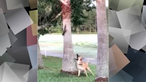 СМЕХ ДО СЛЕЗ: СМЕШНЫЕ ВИДЕО И ПРИКОЛЫ