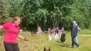 РАБОЧИЙ КОБЕЛИ / КЧК ВЕЛИКИЙ НОВГОРОД 15 июня`25 В.Федоров Моно немецких овчарок