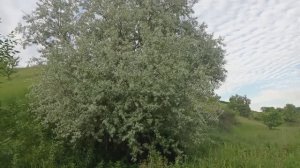 Лох серебристый