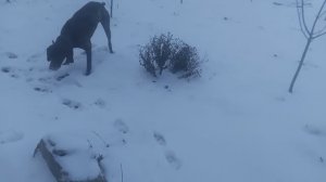 Пёс 1 серия 1сезон Зимняя охота . мп