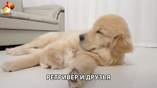 Золотистый ретривер и его друзья милые питомцы 🐕 выпуск (141)