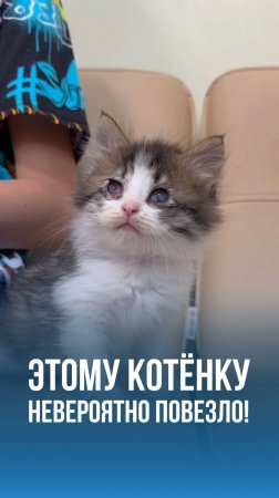 Этому котёнку невероятно повезло! 💛