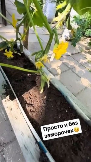Огород просто на дорожках