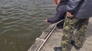 Поимка осетра