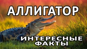 Аллигатор - удивительная рептилия | Интересные факты