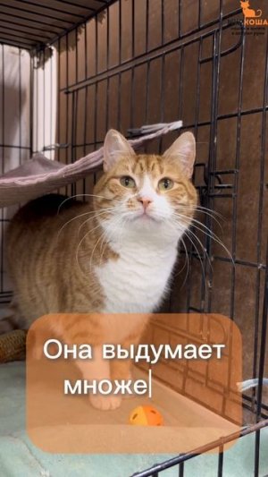 Джильда ждёт вас в приюте #Муркоша
