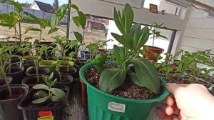 Какую землю любит Эустома Наглядный пример Часть 1