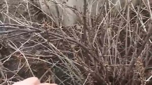 КАК НУЖНО ОБРЕЗАТЬ КРЫЖОВНИК