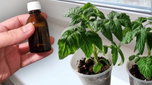 1 Капля и рассада жирная и крепкая, урожайная, с куста тонна урожая, это потрясающе