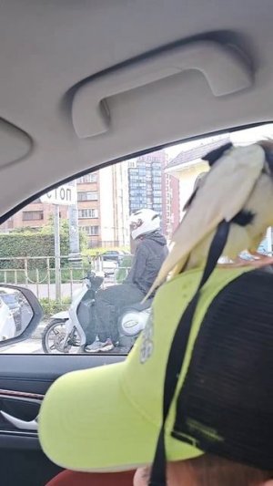 попугай в машине #parrot #corella #cockatiel #birds #корелла #попугай #ручнойпопугай #car