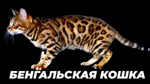 Бенгальская кошка