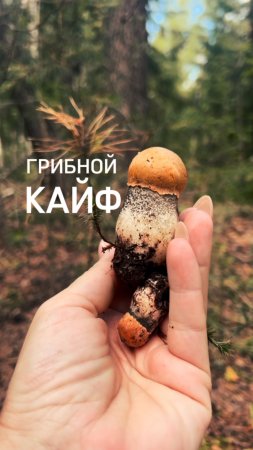 Лесная прогулка