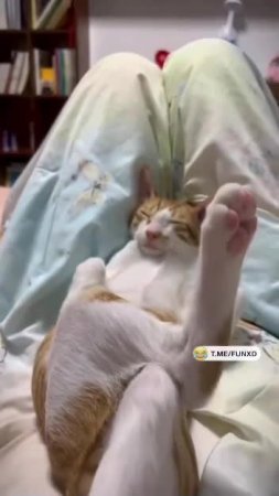 Нарезка спящих котиков вам на ночь😅