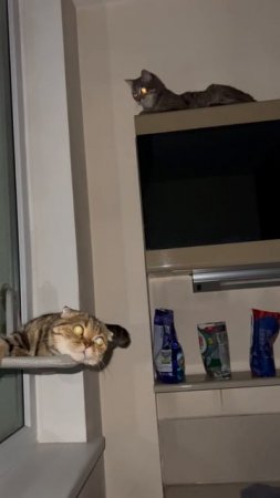 Кошечки и красивый вид с многоэтажки
