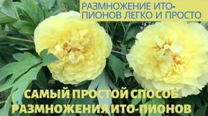 Самый простой способ размножения ИТО - пионов