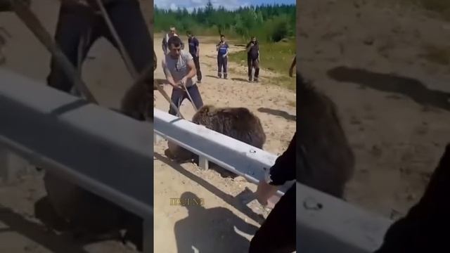 «Ну все, миха! А теперь — разбегаемся!»:

Жители казахстанского города Риддер спасли медведя с застр