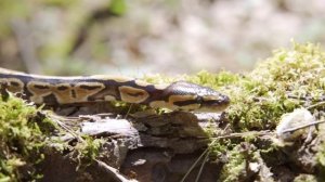 Cem Adrian - Dumanlı Dumanli