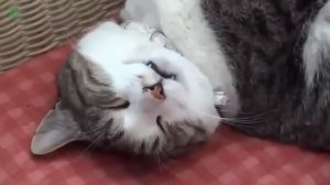 Смешные животные