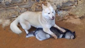 Самая ДРАМАТИЧНАЯ СОБАКА в мире 🤣🐶 НОВЫЕ смешные видео с собаками