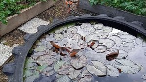 чёрные и сердцевидные орехи на среднем Урале