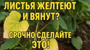 Листья огурцов желтеют и вянут? Срочно сделайте это!