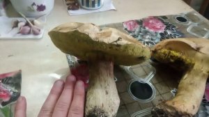 Огромные маслята