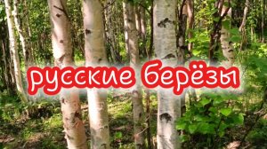 Русские берёзы.