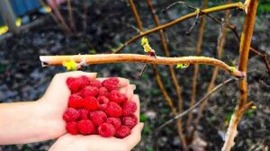 Срочно внесите ЭТО удобрение в малину! Урожай зависит от него — + защита от вредителей!