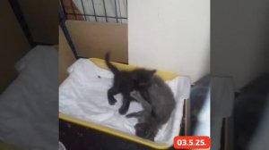 Родила бездомная  кошка под цементным полом подъезда вот такую красоту. Выросли Уголёк и Мышка.