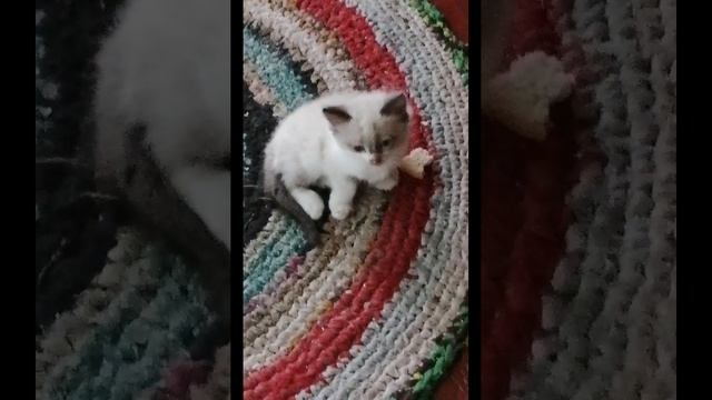 SVID_20250629_142114_1.mp4