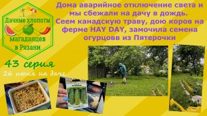 Сбежали на дачу в дождь. Сеем канадскую траву, дою коров в HAY DAY, замочила семена огурцов.43 сери