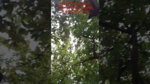 летняя обрезка плодовых в Подмосковье, 28.06.25
