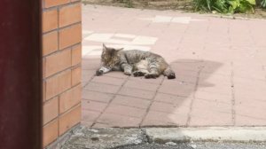 Кошка лежит на плитке и вылизывается
