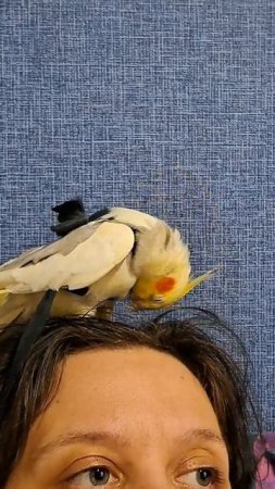 попугай чешет перышки)) #parrot #корелла #corella #cockatiel #попугай